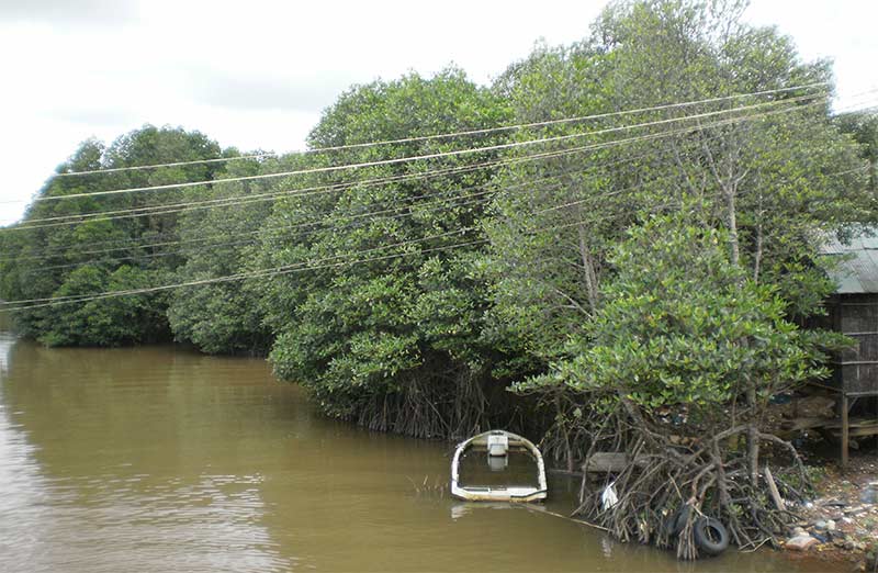 mangroves, sihanoukville, cambodia