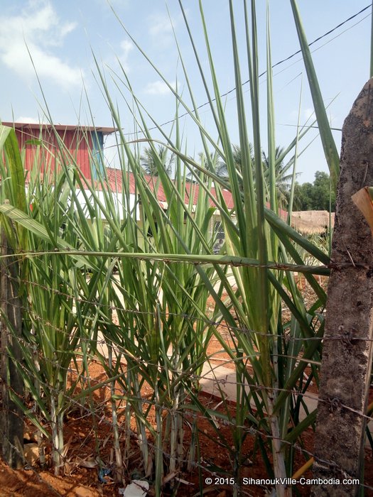 Sugar Cane Bungalows in SihanoukVille, Cambodia.