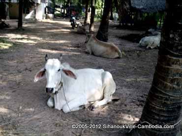 cows in sihanoukville, cambodia