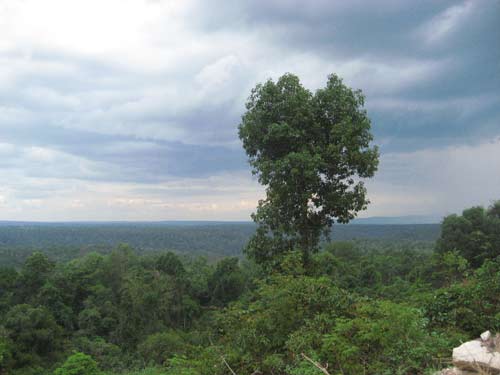 cardamon rain forest